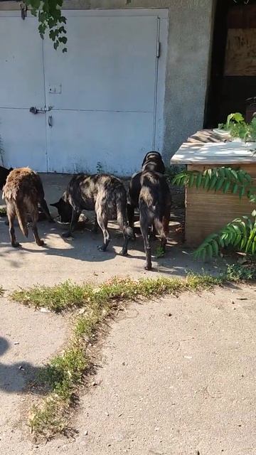 А у собачек кашка 🐕 смотреть онлайн