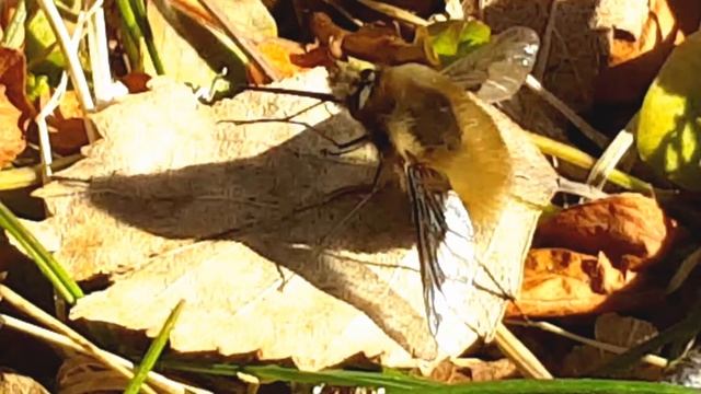 Stor humleflue (Bombylius major) смотреть онлайн