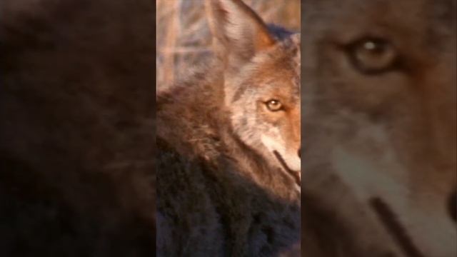 Animal Shoots Blood From Its Eyes As Defensive Mechanism смотреть онлайн