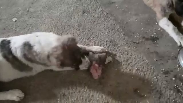 Тобеты Волкодавы САО гордость Пастухов смотреть онлайн