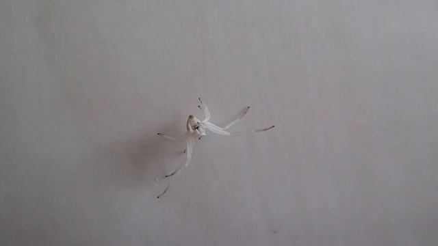 Weiße Spinne Gerettet - White Spider Saved смотреть онлайн