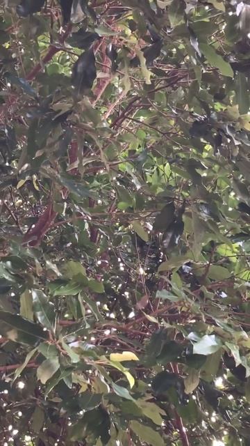 Anu branco смотреть онлайн