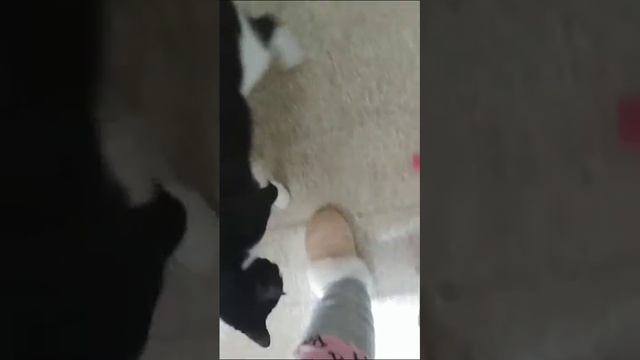 Прыгает высоко смотреть онлайн