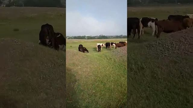 Тёлки и быки. смотреть онлайн