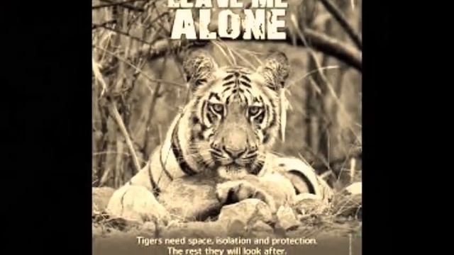 Save The Tiger!! смотреть онлайн