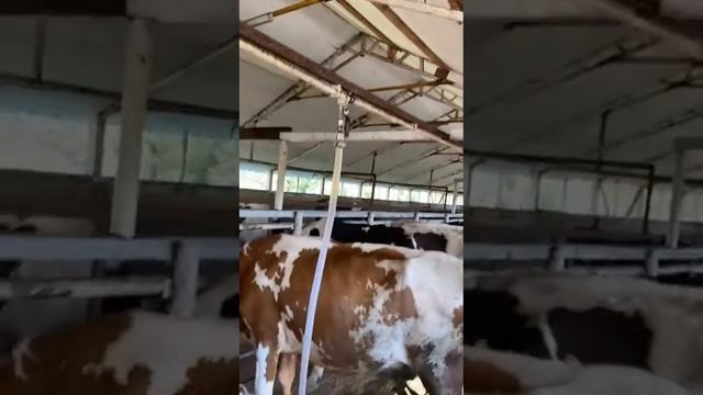 Вакуумная установка Melasty для доильного зала с масляным насосом установленная на ферме (отзыв)! смотреть онлайн