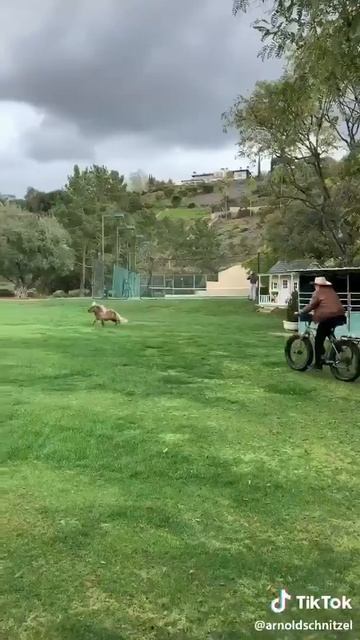 Шварценеггер гоняется за пони смотреть онлайн