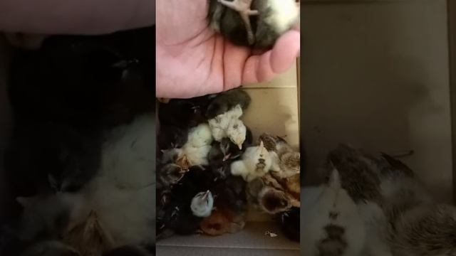 Вылупились пятипалые арауканы. Пилек пюрнелле чох чепписем тухни. смотреть онлайн