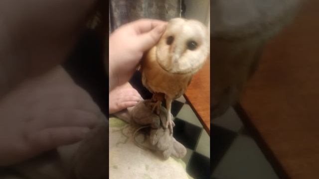 Симуля и мучители смотреть онлайн