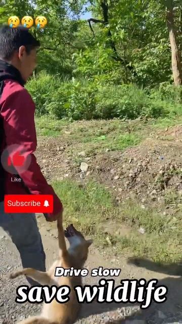 Save wildlife @prabin810 смотреть онлайн