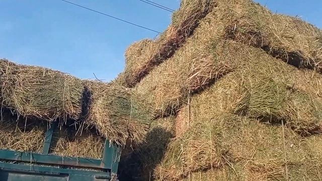 Жаз Келди Чоп Жем курсы Валют Нак Баалары кандай ? смотреть онлайн