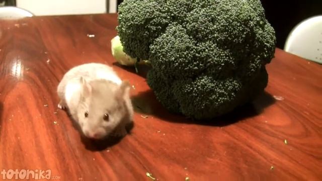 our cute hamster and the Giant Broccoli смотреть онлайн