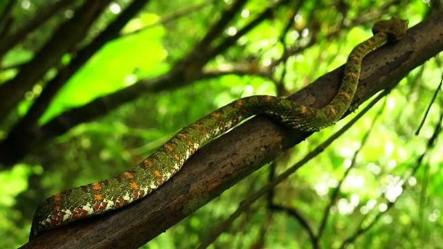 Eyelash pit viper (Bothriechis schlegelii), Christmas tree morph смотреть онлайн