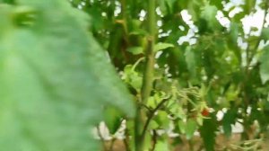 всех-всех благодарю!🍅 следующий обзор томата,, атомный виноград Бреда,, 🍅
