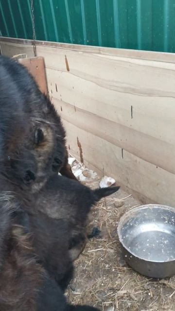 Щенки волкособа сосут маму смотреть онлайн