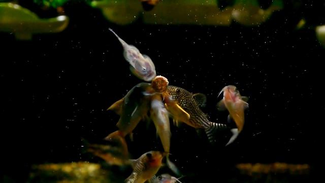 Corydoras with their JBL novo tab смотреть онлайн