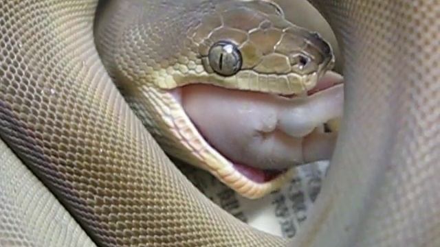 Olive Python (Lialis olivaceus) смотреть онлайн