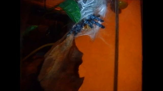 Avicularia versicolor sling смотреть онлайн