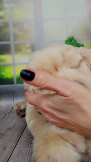 реалистичная игрушка- собачка лабрадор смотреть онлайн