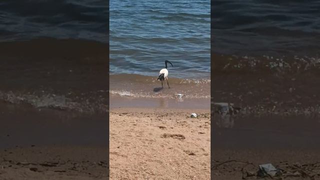 black headed ibis egret Marabou stork birds sounds forage in natures lakeshore wildlife🌊#viral смотреть онлайн