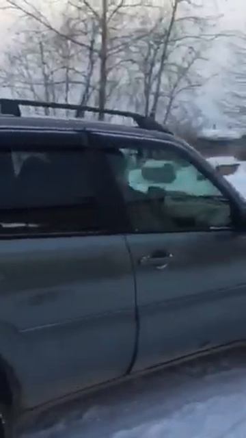 Некоторые жители Усть-Кута перекладывают ответственность за животных на волонтеров смотреть онлайн