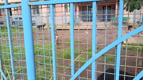 Санкт Петербург Приют для бездомных собак