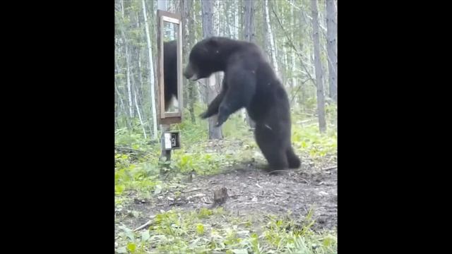 Медведь пришёл в ужас, когда увидел себя в зеркале смотреть онлайн