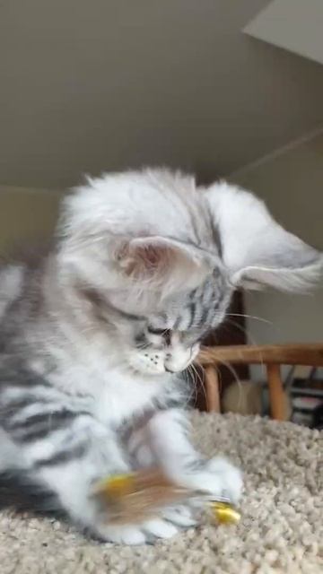 котёнок мейн-кун из питомника Страна Гулливеров смотреть онлайн