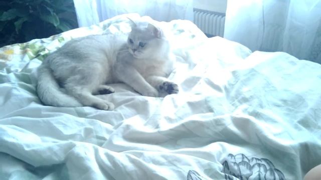 Игра смотреть онлайн