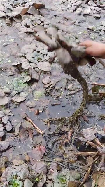 water chestnut plant । सिंघाड़ा #viral #shorts #food #foodie #winterfood #सिंघाड़े की खेती #farmer смотреть онлайн