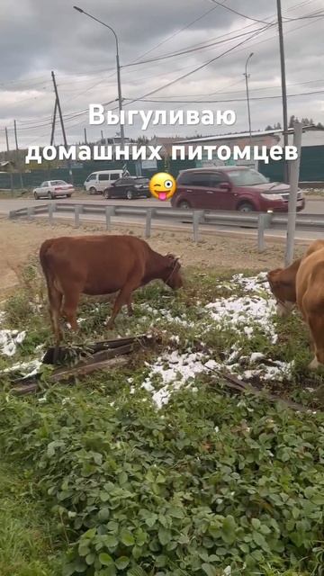 #матушказемля #коровы #якутия смотреть онлайн