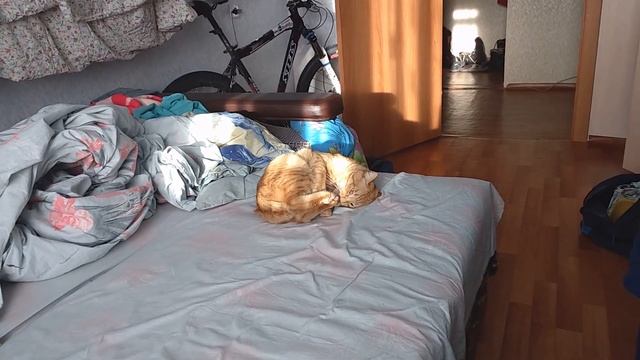 Кота штырит смотреть онлайн
