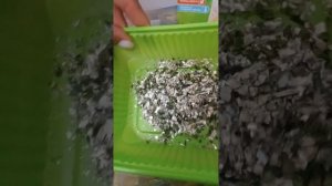 травка для кошек "Альпийские луга". выращиваем траву для кошек, первая часть.