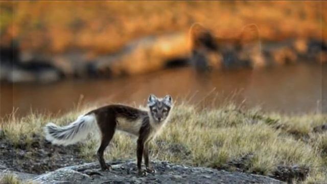 Ngưỡng mộ tài năng của cáo tuyết Bắc cực đáng yêu смотреть онлайн