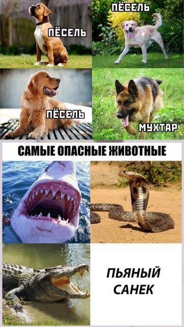 Мемы! #мемы #смешныевидео #смех #животные #смешныеживотные #смех #рек #рекомендации #реки #смешно смотреть онлайн