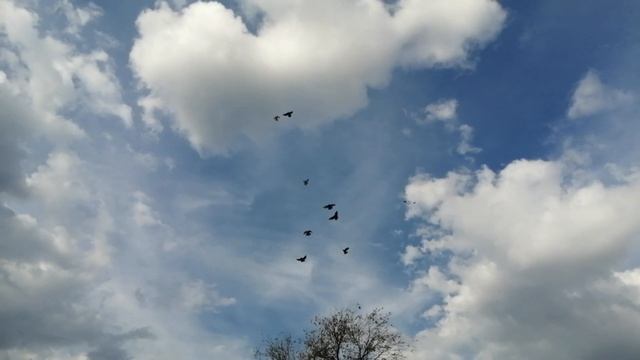 🕊️🔥 ГОЛУБИ 🔥🕊️ В ГОСТЯХ.У БЕДРИК.С.Е.🕊️🔥С. ЕКАТЕРИНОВКА. 26.04.2020.г. смотреть онлайн