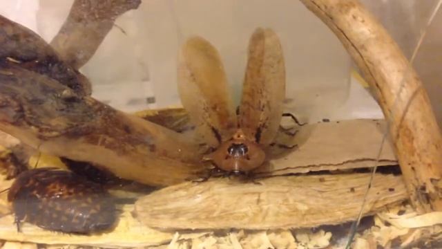 Archimandrita tesselata sexing part2 смотреть онлайн