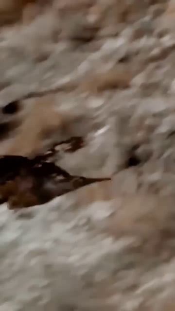 The Most Brutal Eagle Attacks! смотреть онлайн