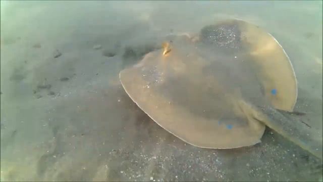 Patelnica niebieskoplama смотреть онлайн