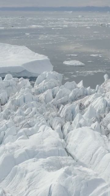 The Untold Secret of Greenland Shark: Potential Cancer Immunity смотреть онлайн