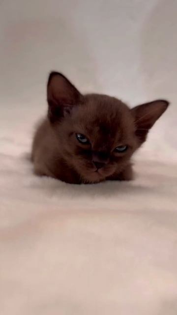 Бурманские котята соболь смотреть онлайн