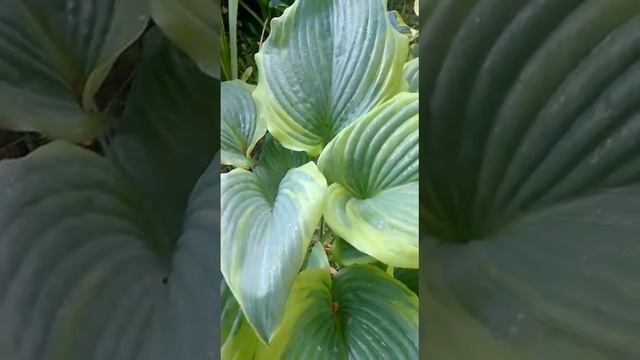 Хоста Боттом Лайн смотреть онлайн