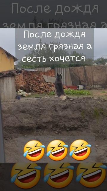 Хаски не любит дождь и грязную погоду🤣🤣🤣🤣🤣 и когда садится это выглядит так🤣🤣🤣🤣🤣🤣🤣🤣🤣🤣🤣🤣 смотреть онлайн