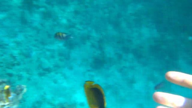 Шарм эль шейх январь 2020 смотреть онлайн