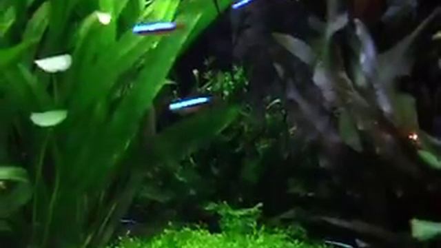 planted trigon 190 смотреть онлайн