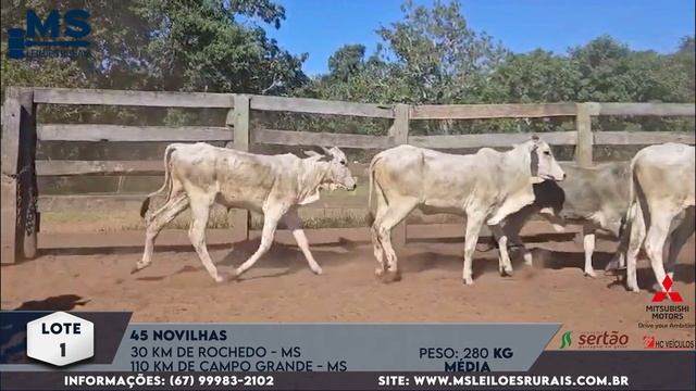 LOTE: 1 - 45 NOVILHAS NELORE - 280 KG MÉDIA смотреть онлайн
