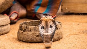 Звуки змей/ Звуки кобра/ Как шипит злая кобра