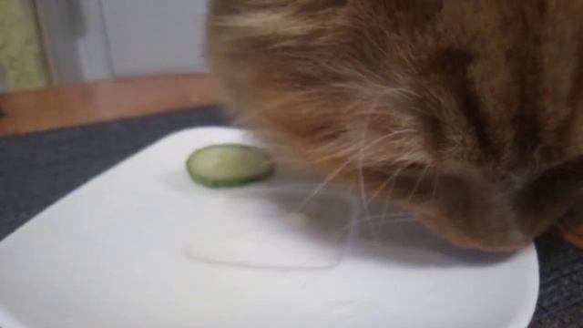 Кошка съела сметану со стола смотреть онлайн