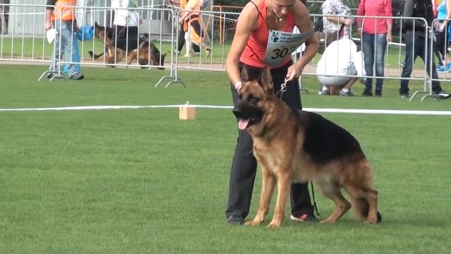 Siegerschau 2014 SG 47 Team Bulle Hof Natz 00019 смотреть онлайн