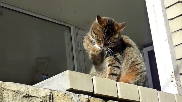 КОТ умывается смотреть онлайн